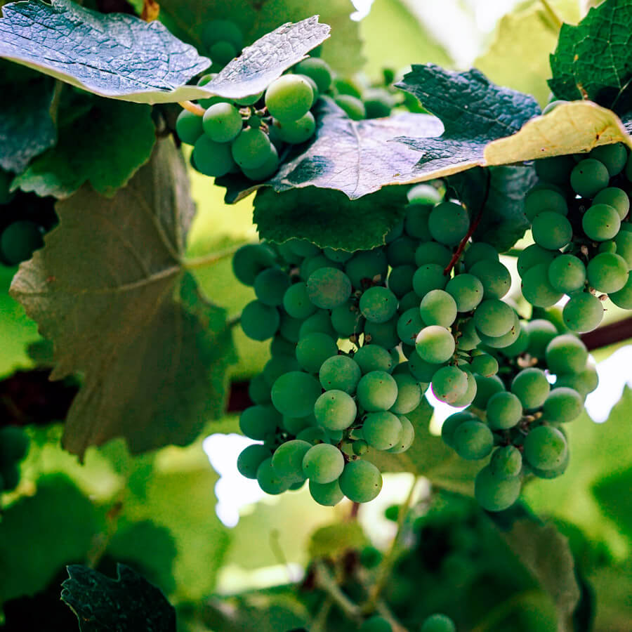 produzione vino penisola del sinis sardegna occidentale